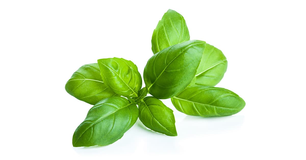 Basilic