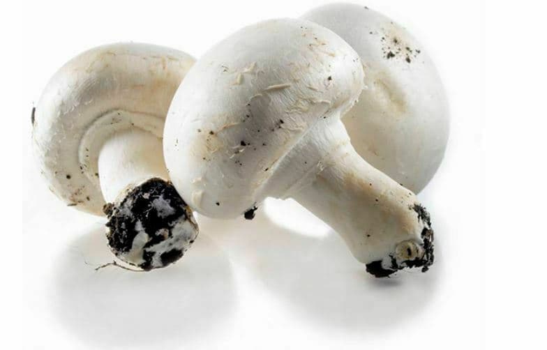 Champignon Blanc