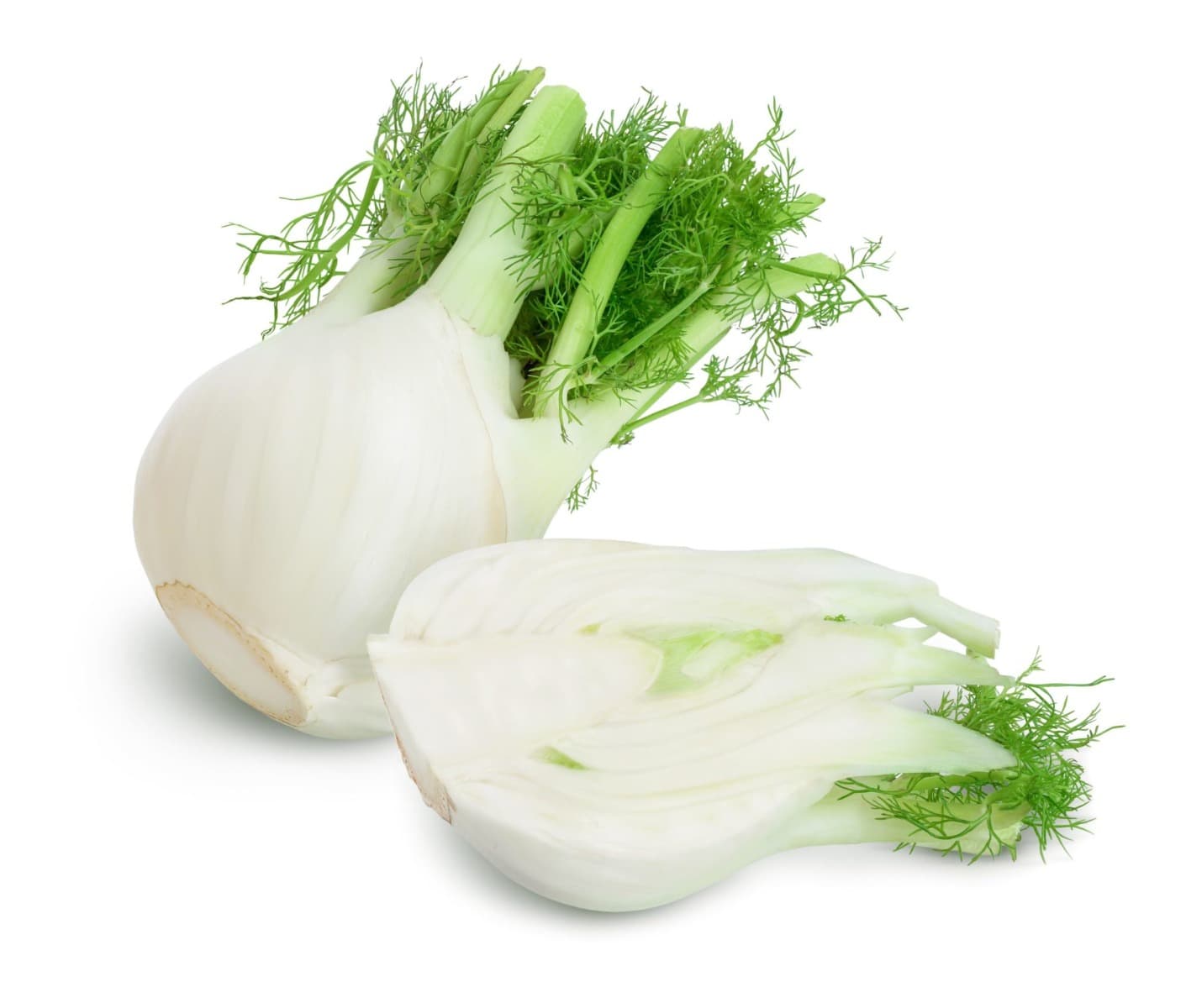 Fenouil en botte (Bio)